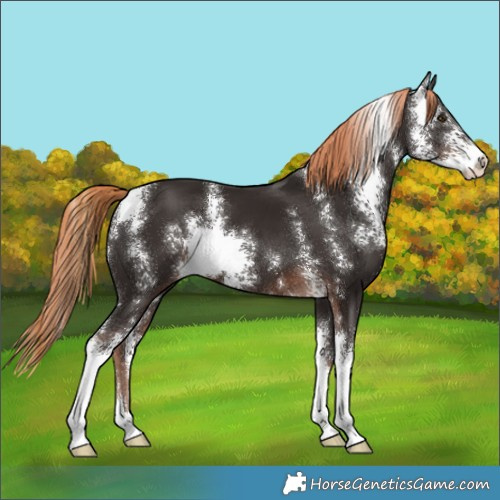 Horse Color:Liver Chestnut Sabino 