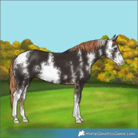 Horse Color:Liver Chestnut Sabino 