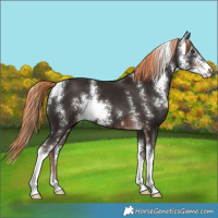 Horse Color:Liver Chestnut Sabino 