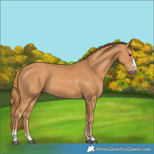 Horse Color:Chestnut 