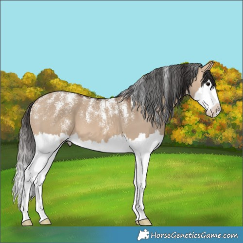 Horse Color:Powder White Pseudo Buckskin Dun Splash 