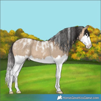 Horse Color:Powder White Pseudo Buckskin Dun Splash 