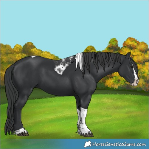Horse Color:Black Splash Tobiano 