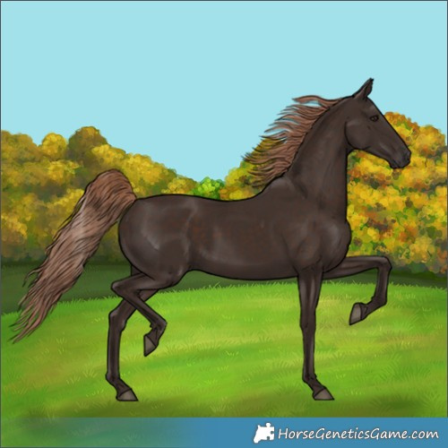 Horse Color:Liver Chestnut