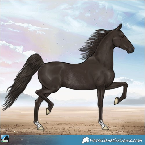 Horse Color:Liver Chestnut Rabicano 