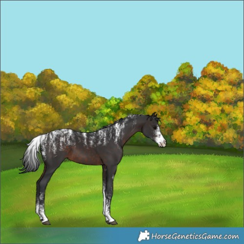 Horse Color:Brown 
