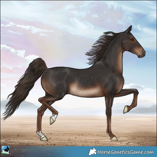 Horse Color:Liver Chestnut Rabicano
