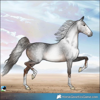 Horse Color:Gray Liver Chestnut Rabicano