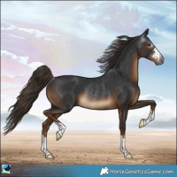 Horse Color:Gray Liver Chestnut Rabicano 