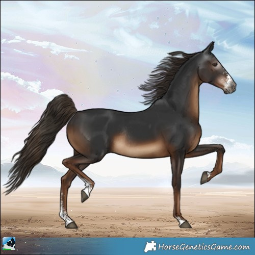 Horse Color:Gray Liver Chestnut Sabino Rabicano 