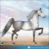 Horse Color:Gray Liver Chestnut Sabino Rabicano