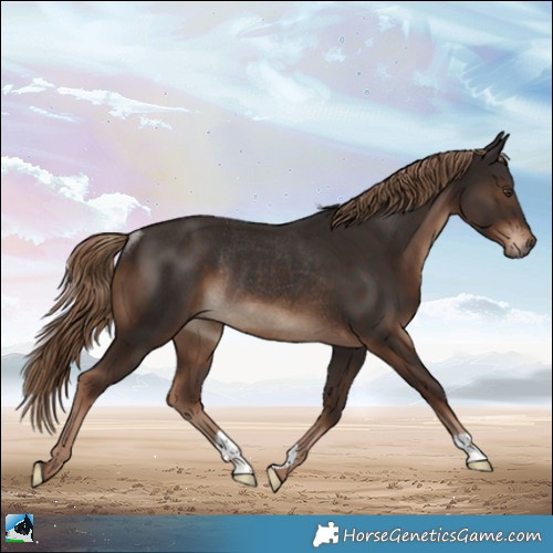 Horse Color:Liver Chestnut Rabicano