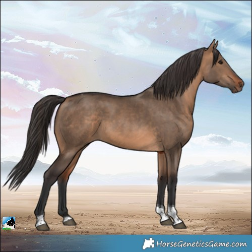 Horse Color:Bay Dun Tobiano Rabicano