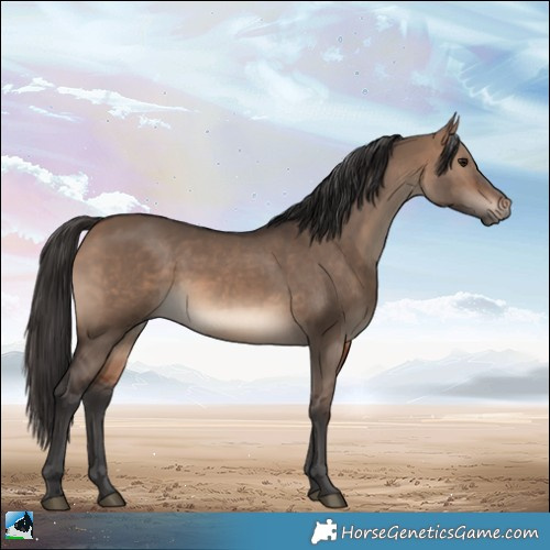 Horse Color:Brown Dun Rabicano