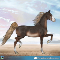 Horse Color:Liver Chestnut Sabino Rabicano