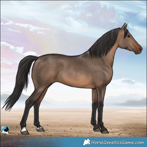 Horse Color:Brown Dun Rabicano 