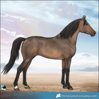 Horse Color:Brown Dun Rabicano 