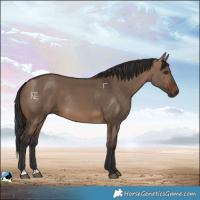 Horse Color:Brown Dun Rabicano