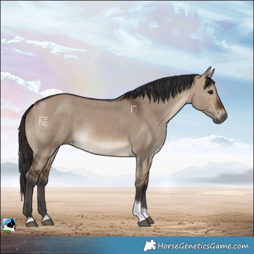 Horse Color:Brown Dun Tobiano Rabicano
