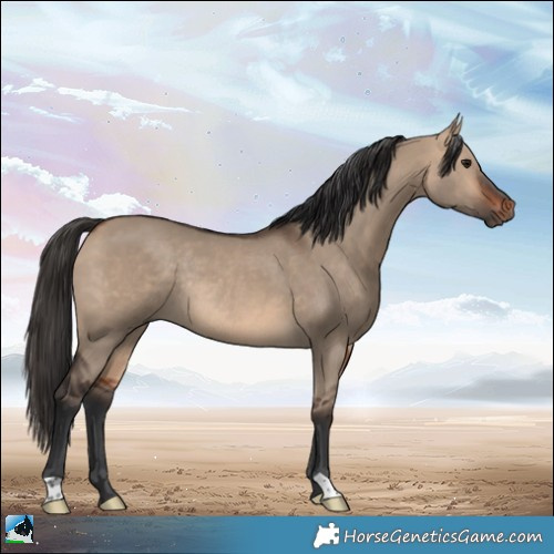 Horse Color:Bay Dun Rabicano 