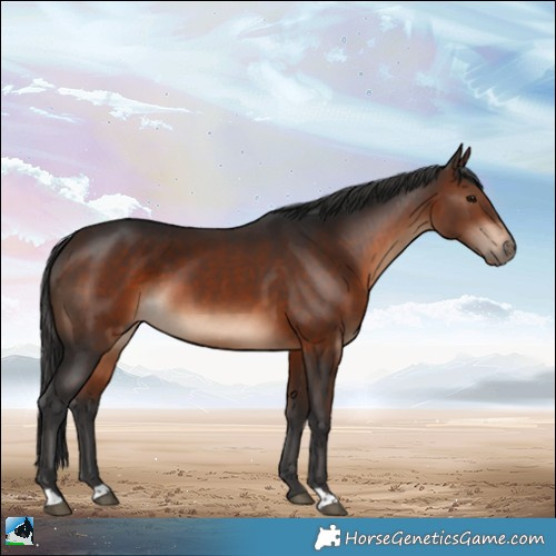 Horse Color:Brown 