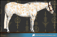 Horse Color:Palomino Leopard  and Palomino Leopard 