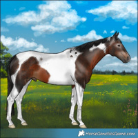 Horse Color:Gray Bay Tobiano 