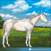 Horse Color:Perlino Tobiano