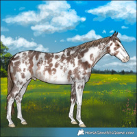 Horse Color:Liver Chestnut Sabino Appaloosa 