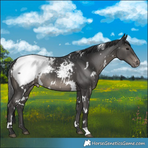 Horse Color:White Spotted Black Snowcap Rabicano 