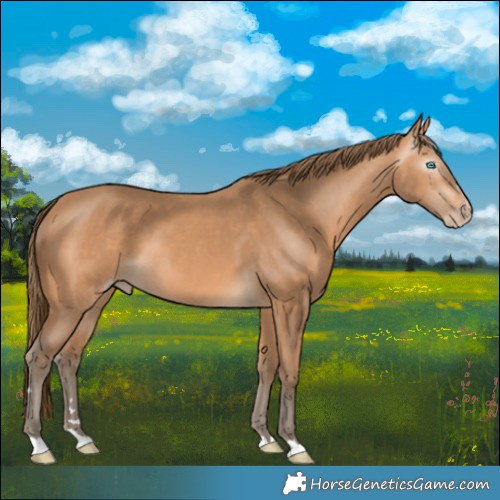 Horse Color:Gray Perlino