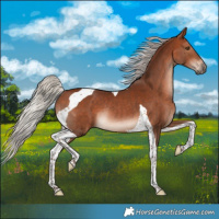 Horse Color:Silver Bay Tobiano Rabicano 
