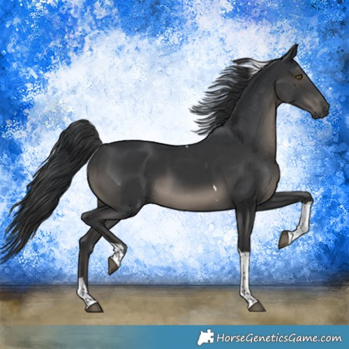 Horse Color:Black Tobiano Rabicano 