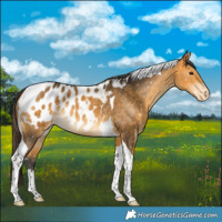 Horse Color:Buckskin Tobiano Blanket Rabicano