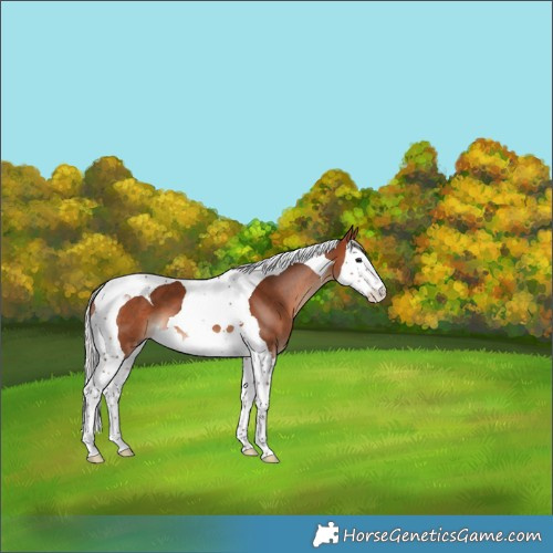 Horse Color:Silver Bay Splash Tobiano 