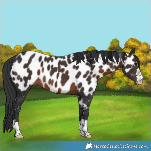 Horse Color:Brown Appaloosa Rabicano
