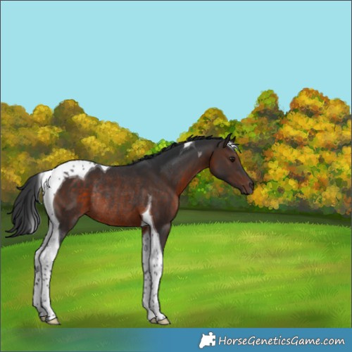 Horse Color:Brown Tobiano Rabicano