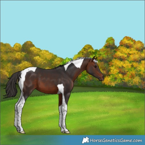 Horse Color:Bay Tobiano 
