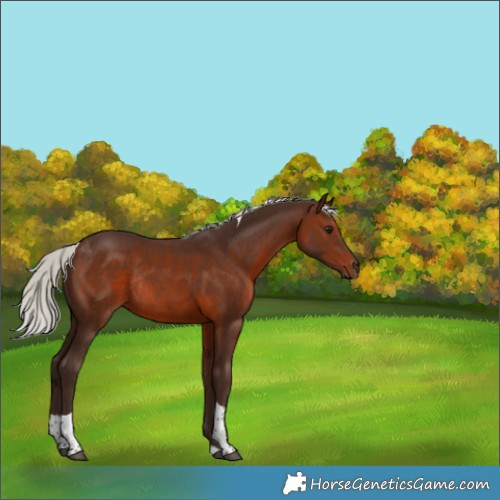 Horse Color:Silver Brown Tobiano Rabicano 