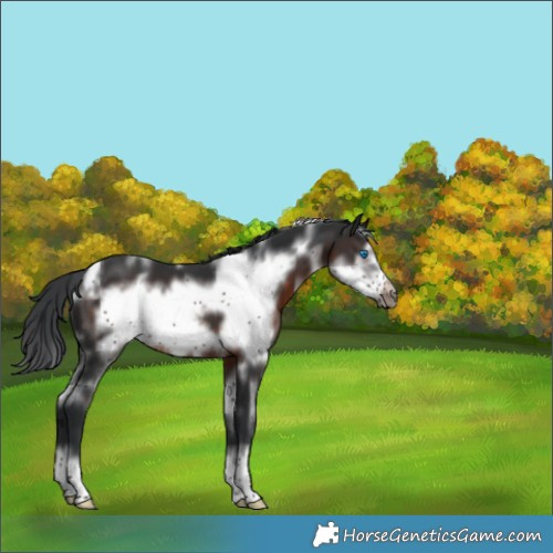Horse Color:White Spotted Brown Frame 