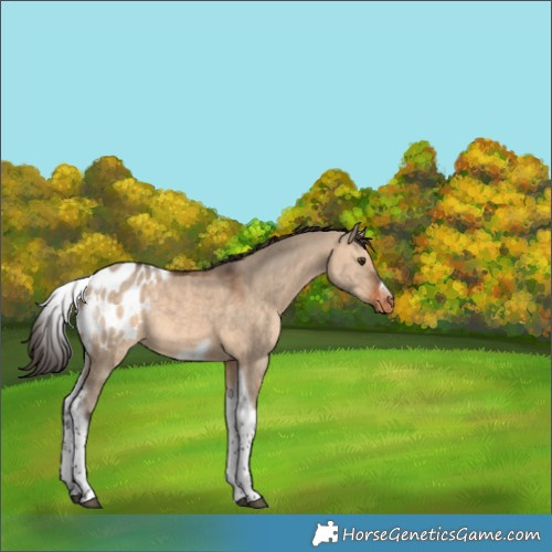 Horse Color:Brown Dun Tobiano Frame Appaloosa Rabicano 