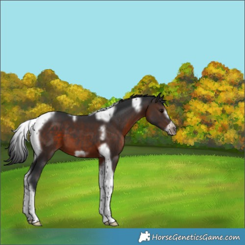Horse Color:Brown Tobiano Frame 