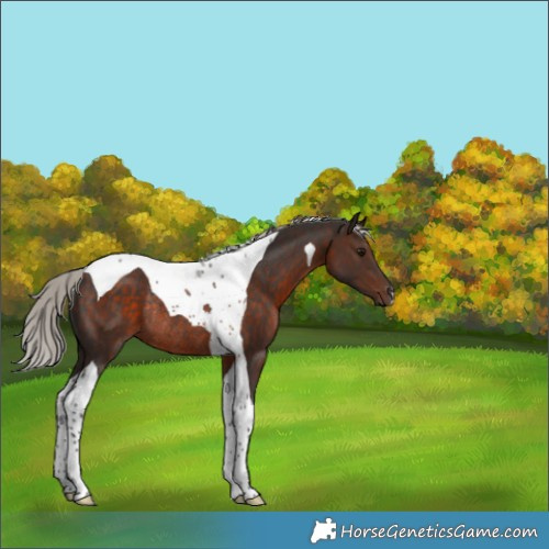 Horse Color:Silver Brown Tobiano Rabicano 