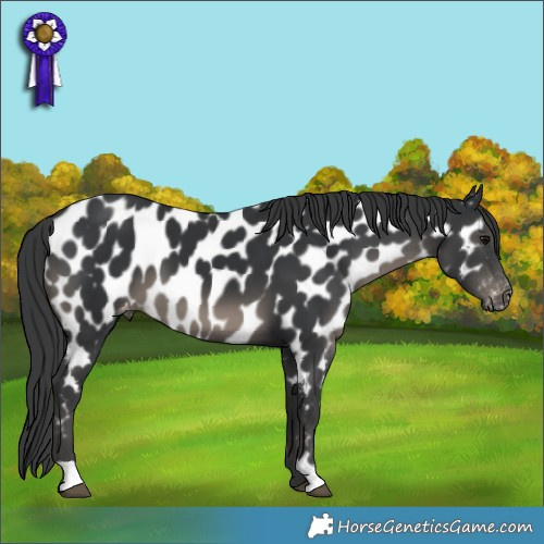 Horse Color:Black Appaloosa