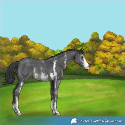 Horse Color:Black Sabino