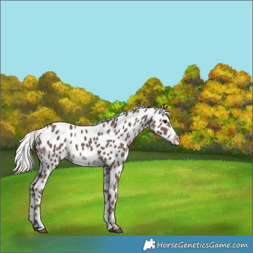 Horse Color:Silver Black Leopard