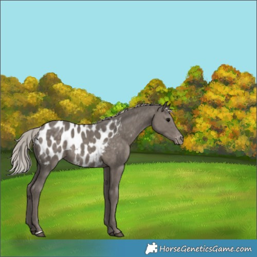 Horse Color:Silver Black Blanket Rabicano 