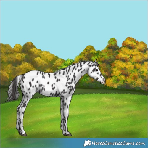 Horse Color:Smoky Black Leopard