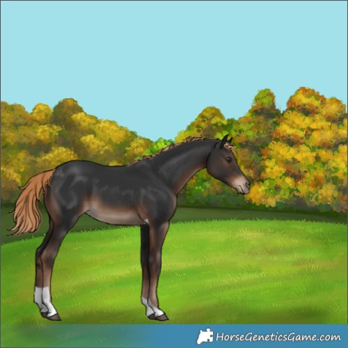 Horse Color:Liver Chestnut Tobiano