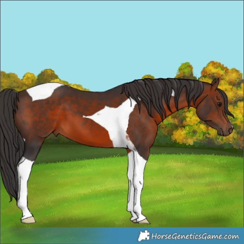 Horse Color:Brown Tobiano